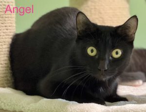 V Angel