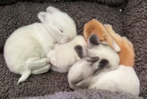 A Ausgesetzte Babys