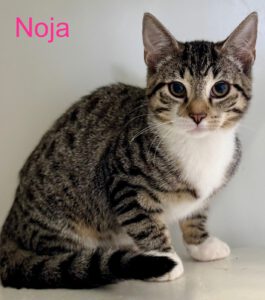V Noja