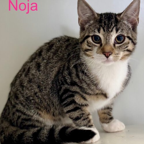 V Noja