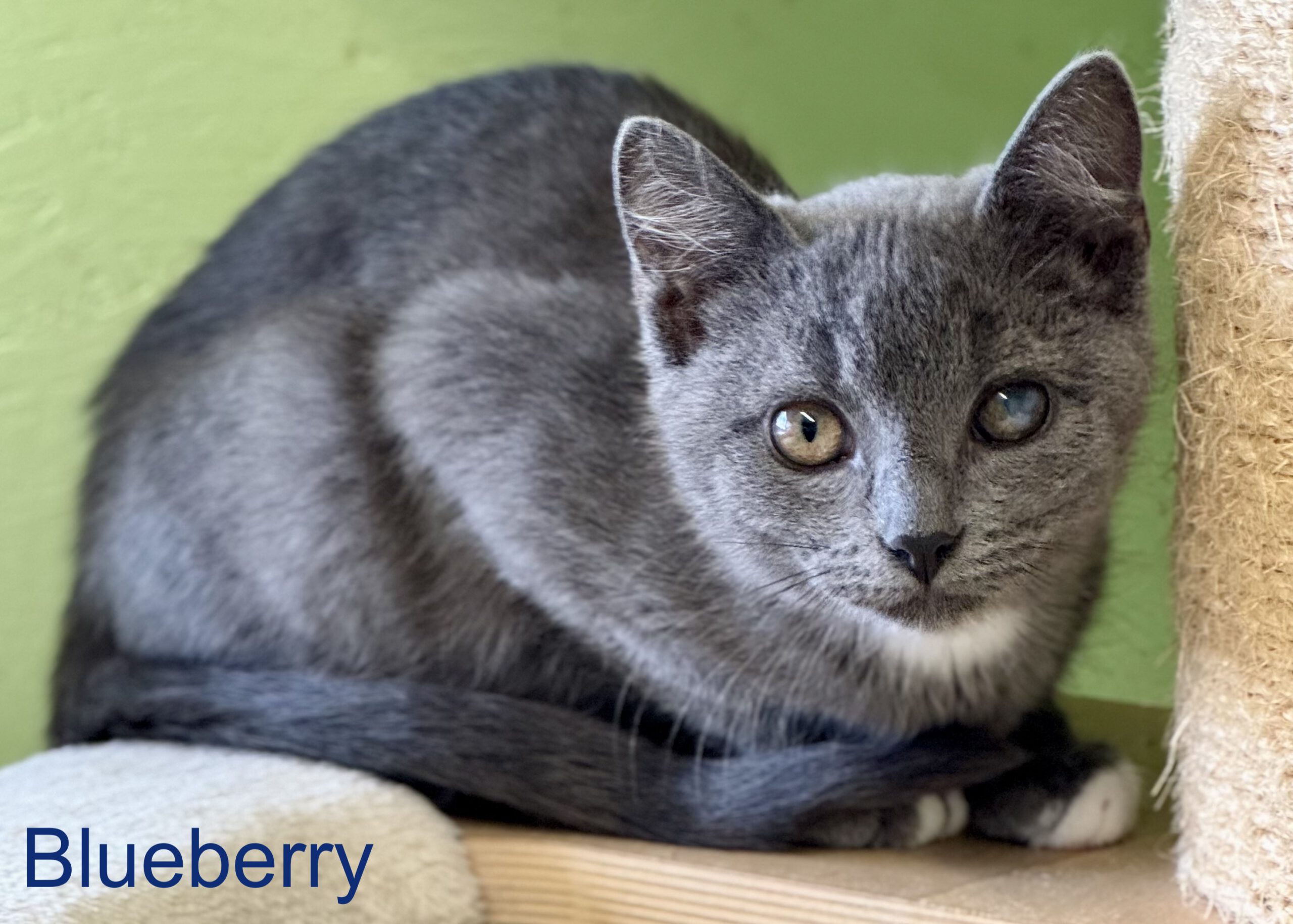 V Blueberry