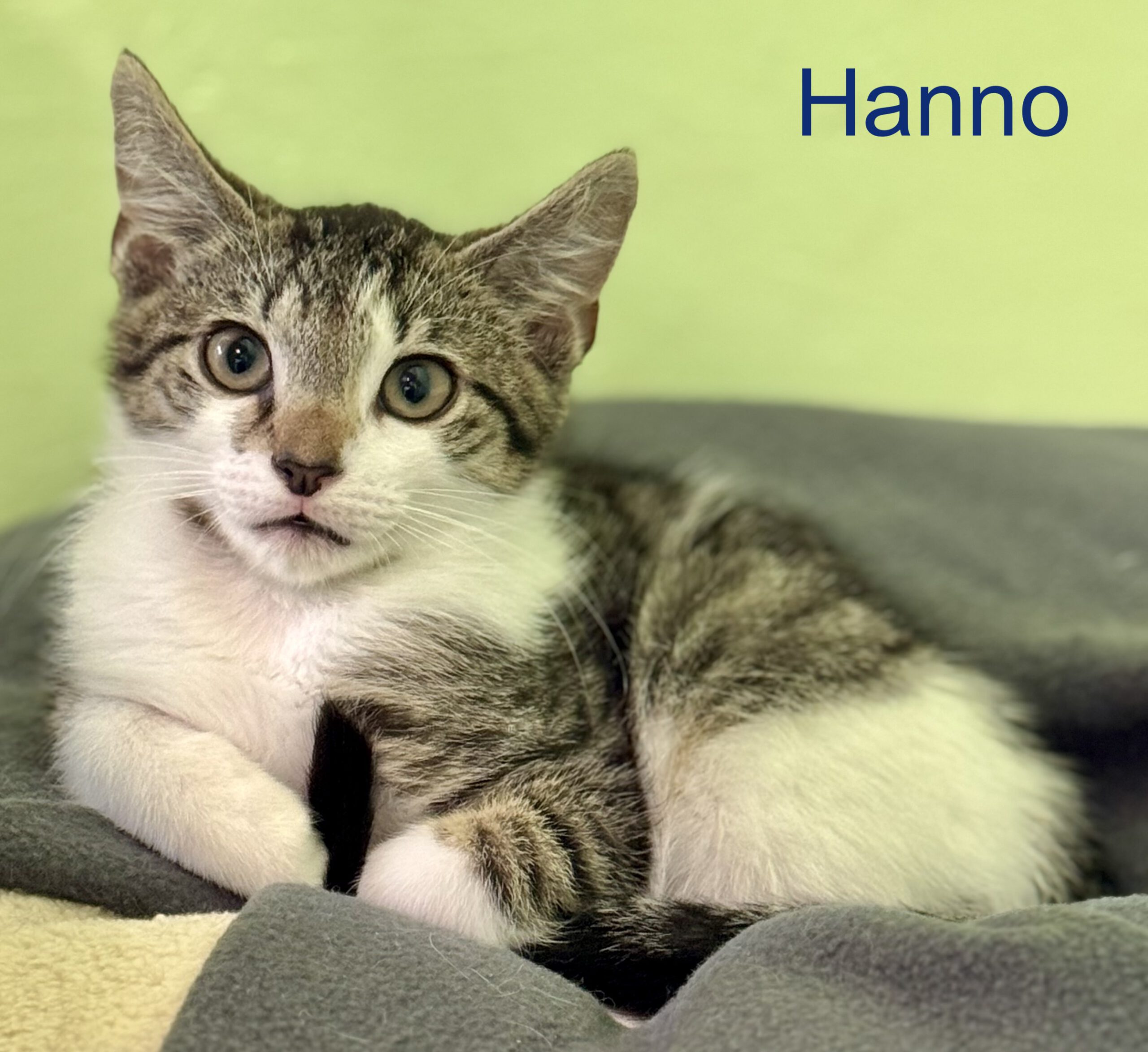 V Hanno