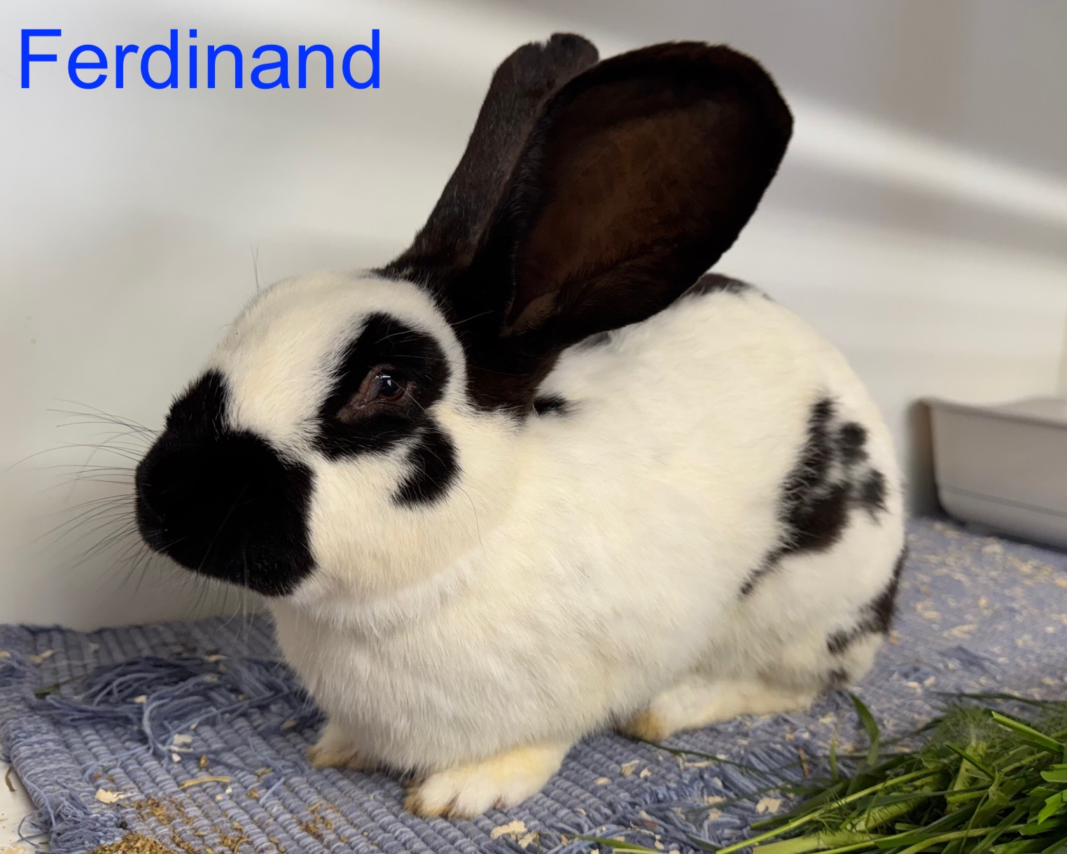 V Ferdinand