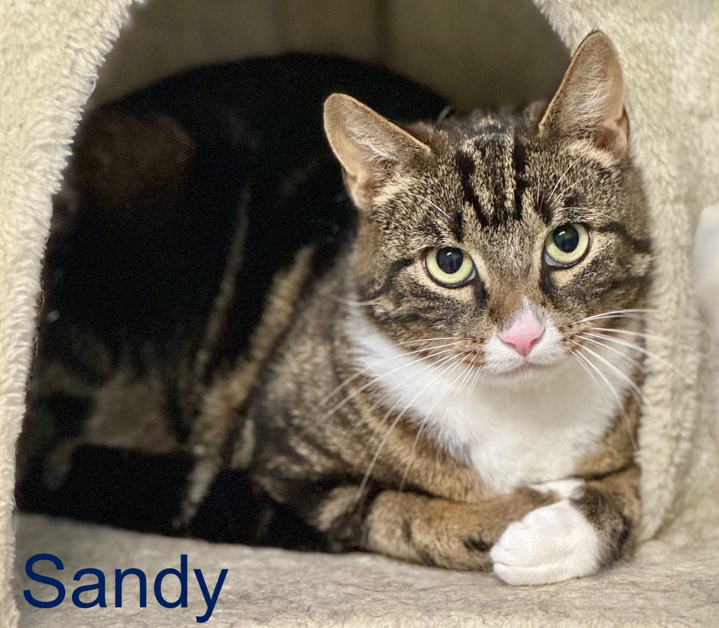 V Sandy